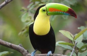 Djungelvandring Tucan 740 x 480