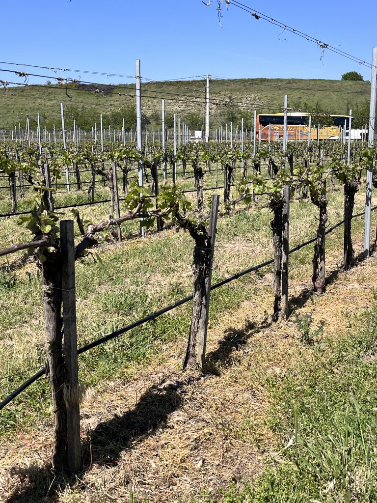 Nordmakedonien vin Lazars